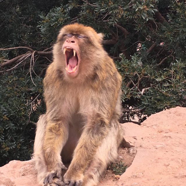Monkey having a yawn!